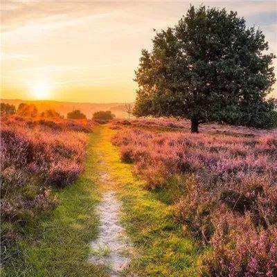 皇冠新体育·(Crown)